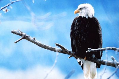 Weißkopfseeadler auf einem Ast
