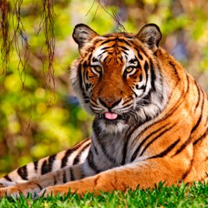 Majestätischer Tiger in der Natur