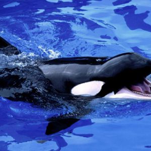 Orca schwimmt im blauen Wasser
