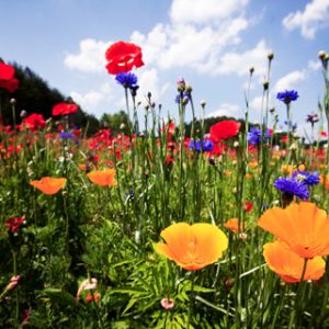 Lebendige Wildblumenwiese