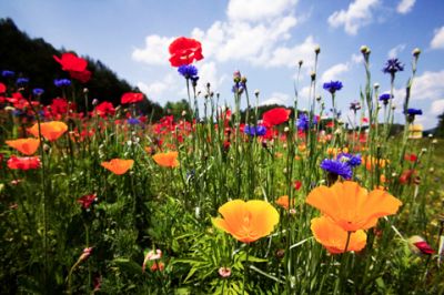 Lebendige Wildblumenwiese