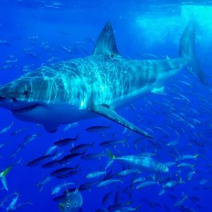 Großer Weißer Hai Unter Wasser