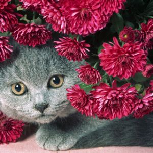 Niedliche Katze Zwischen Blumen