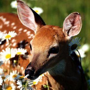 Rehkitz Zwischen Gänseblümchen