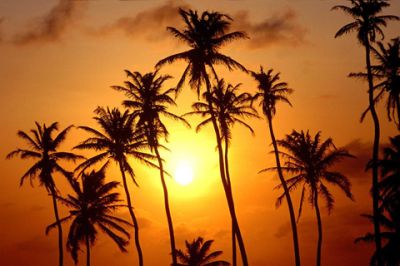 Sonnenuntergang mit Palmen