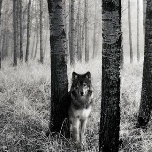 Wolf im Wald