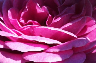 Lebendige Pinke Rose Nahaufnahme