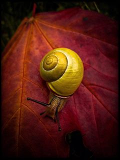 Gelber Schnecke auf Herbstblatt