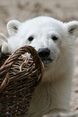 Eisbär mit Korb