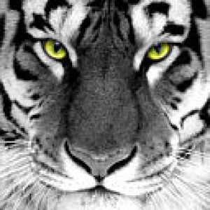 Majestätischer Weißer Tiger
