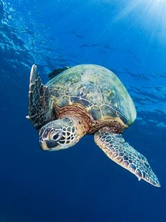Meeresschildkröte Unter Wasser