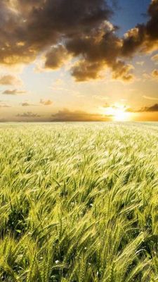 Goldenes Weizenfeld bei Sonnenuntergang