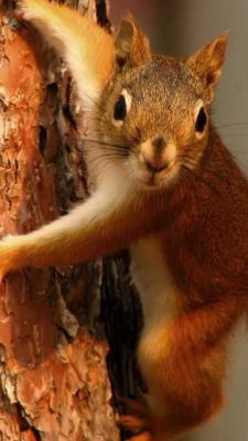 Eichhörnchen am Baum