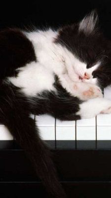 Schlafende Katze auf dem Klavier