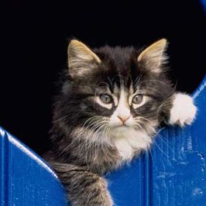 Süße Katze im Herzförmigen Fenster
