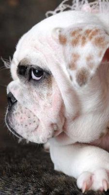 Adorables Bulldog-Profil