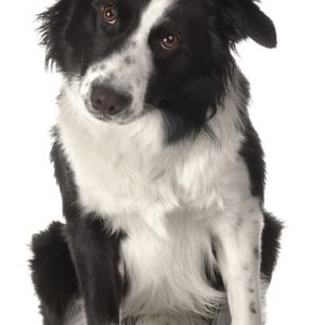 Süßer Border Collie Hund