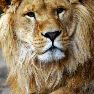 Majestätischer Löwe Nahaufnahme