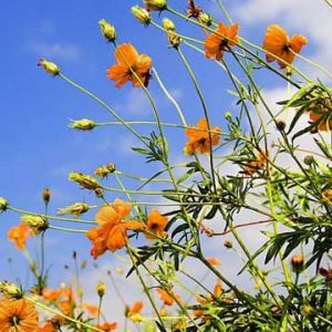 Lebendige Orange Blumen