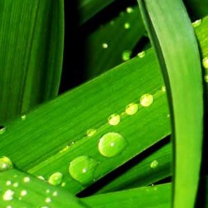Grüne Blätter mit Wassertropfen
