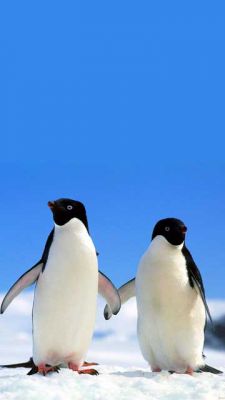 Niedliche Pinguine im Schnee