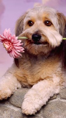 Süßer Hund mit Blume