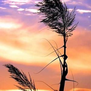 Schattenriss von Gras bei Sonnenuntergang