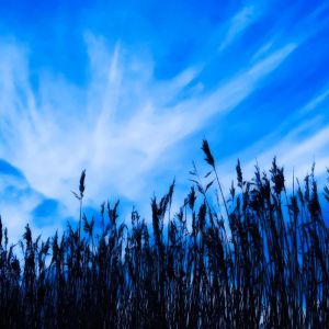 Blauer Himmel und Silhouette von Gras