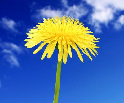Helle Gelbe Löwenzahnblume