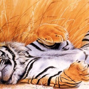 Entspannter Tiger im Gras