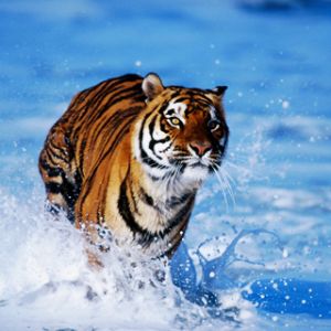 Majestätischer Tiger, der im Wasser läuft