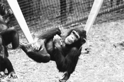 Verspielter Affe auf der Schaukel