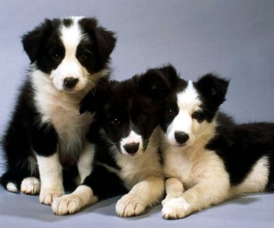 Niedliche Border Collie Welpen