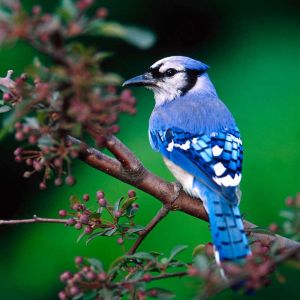 Blaue Jay auf einem Ast
