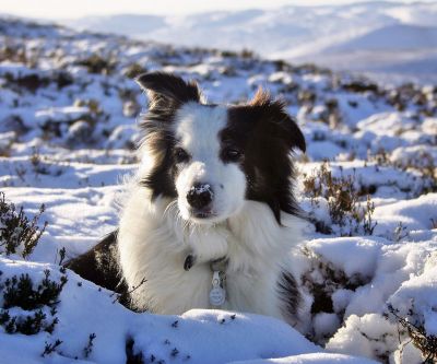 Schneebedeckter Border Collie