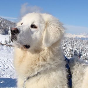 Majestätischer Weißer Hund im Schnee