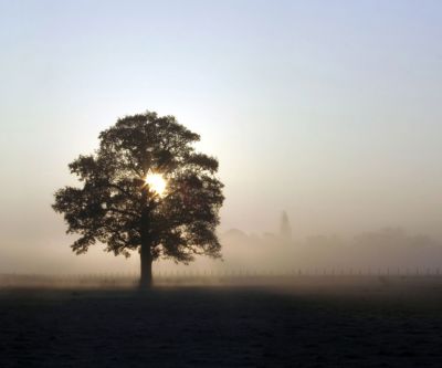 Baum im Nebeligen Sonnenaufgang