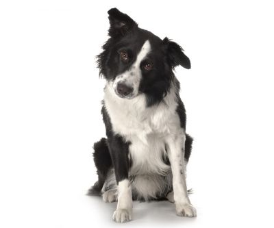 Niedlicher Border Collie