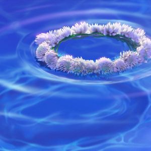 Blumenkranz auf Wasser