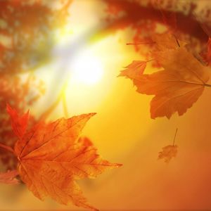 Herbstblätter und Sonnenuntergang