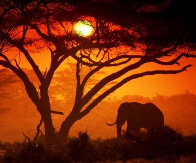 Elefanten-Silhouette bei Sonnenuntergang