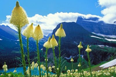 Berglandschaft mit Wildblumen