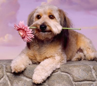 Süßer Hund mit Blume