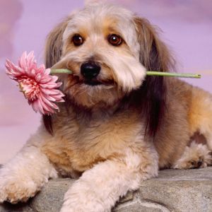 Süßer Hund mit Blume