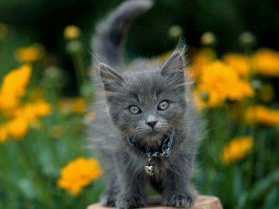 Flauschiges Graues Kätzchen in Blumen