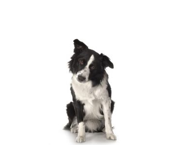 Süßer Border Collie Hund