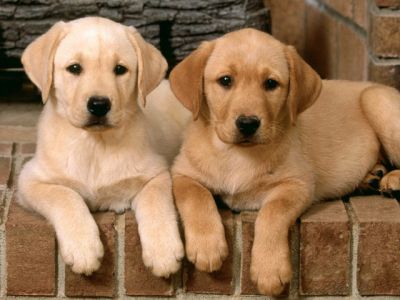 Niedliche Labrador-Welpen