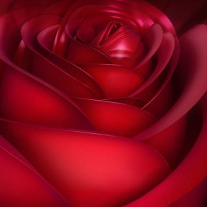 Rote Rose Nahaufnahme
