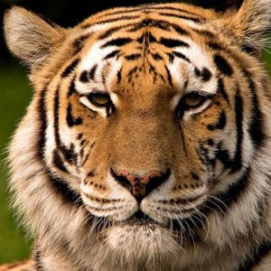Majestätischer Tiger Nahaufnahme