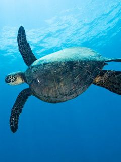 Unterwasser-Schildkröte